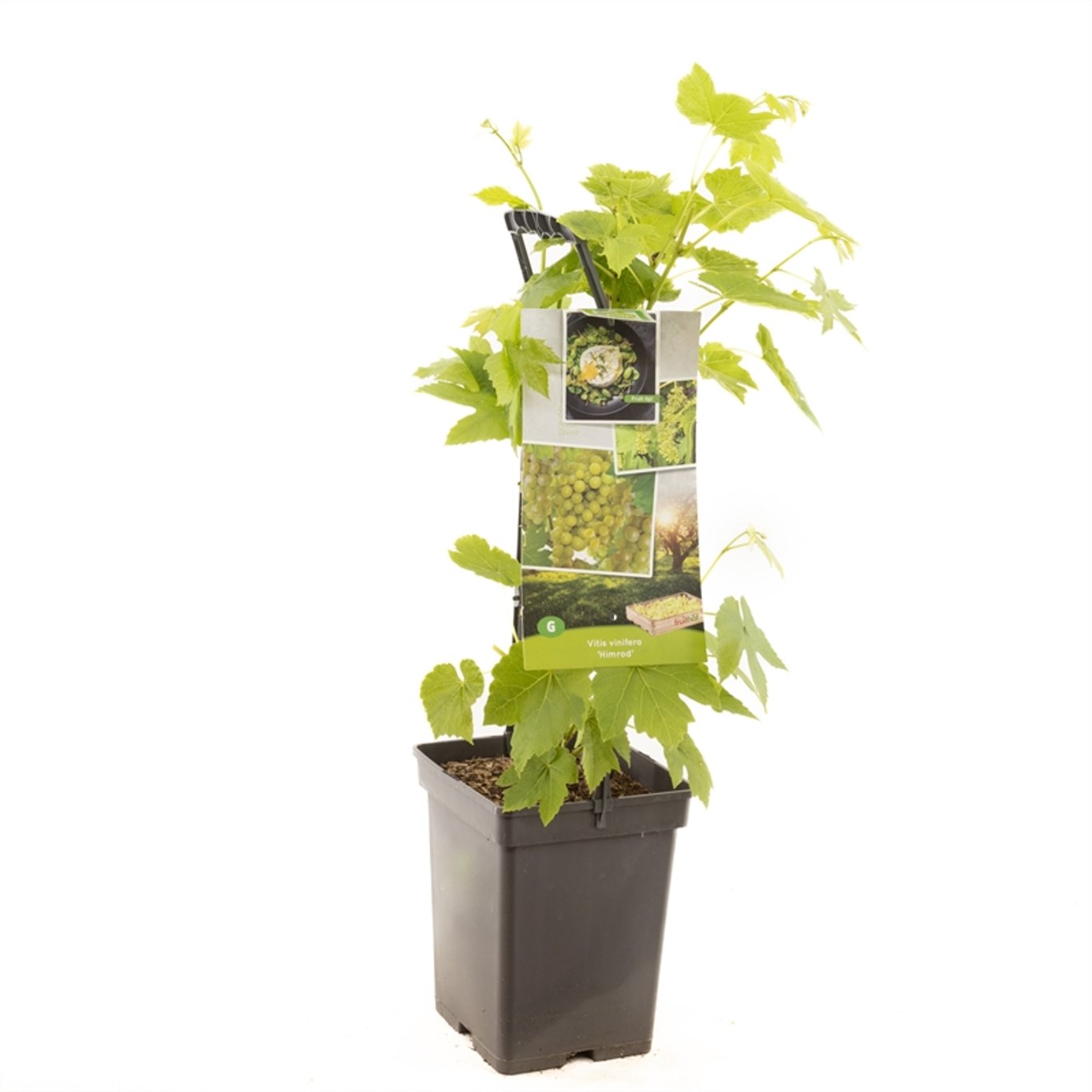 Vitis 'Himrod' - 50-60 CM Carry Handle C5